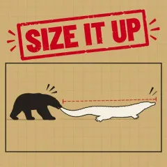 Play Size it Up Game